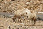 PICTURES/Mt. Evans - Idaho Springs, Colorado/t_Sheep5.JPG